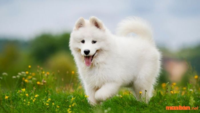 Mơ thấy chó trắng