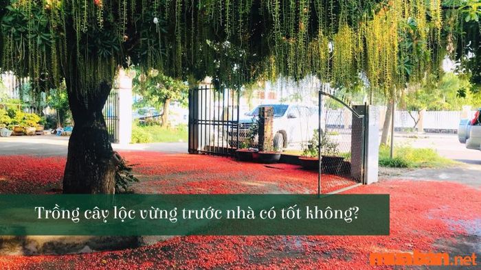 Trồng cây Lộc Vừng trước nhà có mang lại may mắn và tài lộc không?