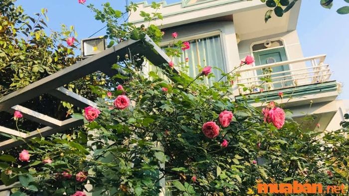 Hãy lựa chọn các loại cây phong thủy phù hợp để mang lại nhiều may mắn và tài lộc cho gia chủ.