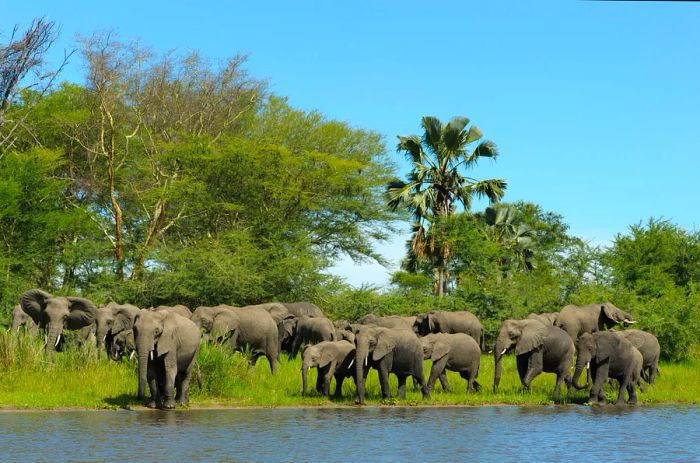 Elephants by the riverbank