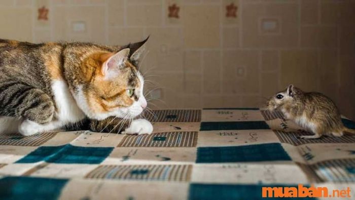 Việc nuôi mèo là một cách hiệu quả để ngăn chuột xâm nhập vào nhà.