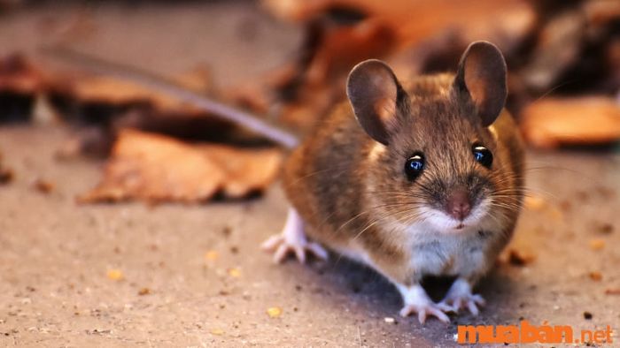 Chuột chù vào nhà có thể là điềm báo cho vận xui sắp tới.