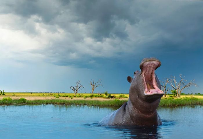 A hippo in the river