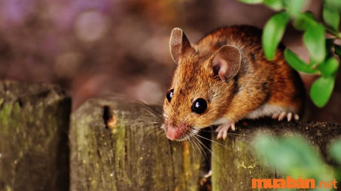 Khi chuột tự động rời khỏi nhà mà không cần phải đuổi, điều này cũng có thể là dấu hiệu của những điềm báo xui xẻo sắp xảy ra.