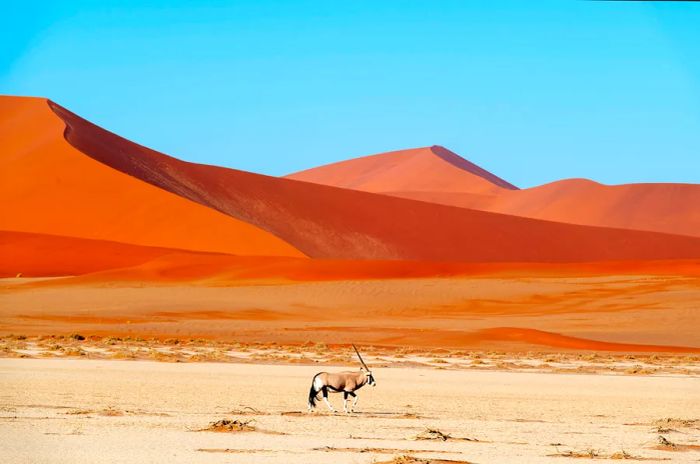 An oryx in the Namib Desert