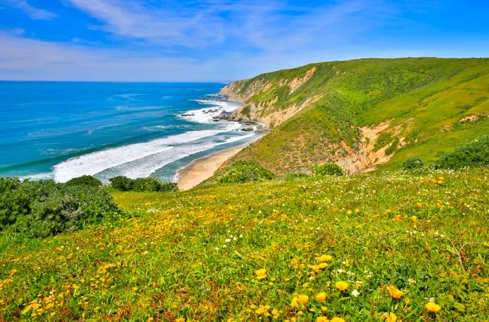 Pacific Ocean Coastline and Field of California Poppies. Tomales Point Trail, Point Reyes National Seashore, Marin County, California, USA.