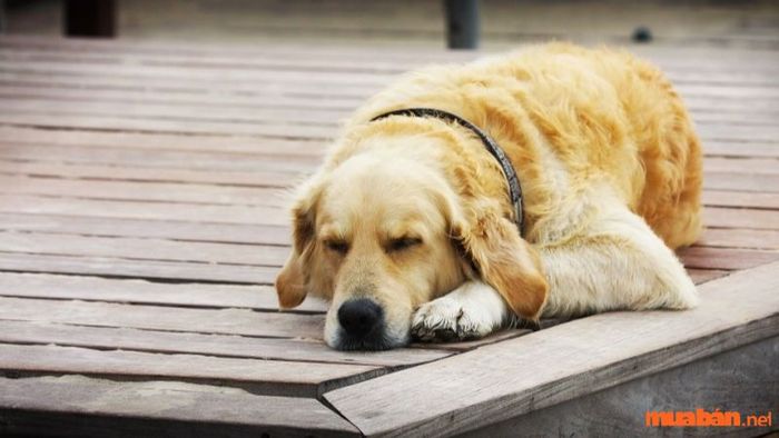 Mơ thấy chó thường được coi là điềm lành trong văn hóa dân gian