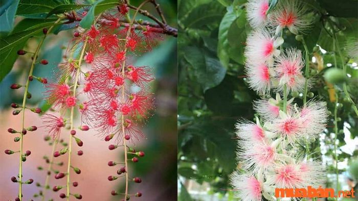 Hoa của cây Lộc Vừng