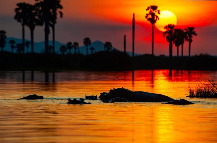 Hippos in Nyerere National Park, Tanzania