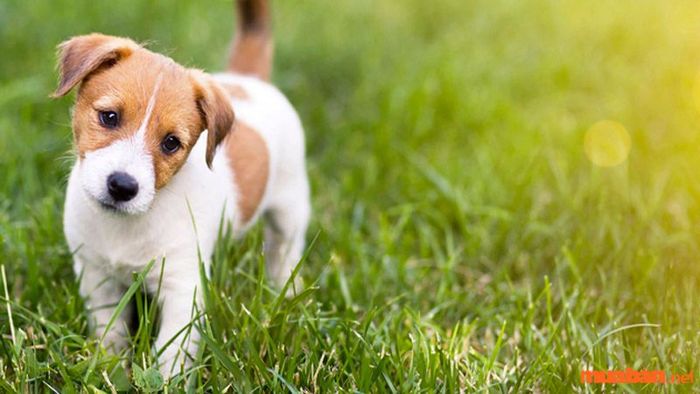 Giải mã giấc mơ: Nằm mơ thấy chó có ý nghĩa gì? Liệu là điềm lành hay điềm dữ?