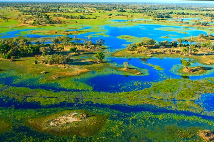 Swamps of Botswana