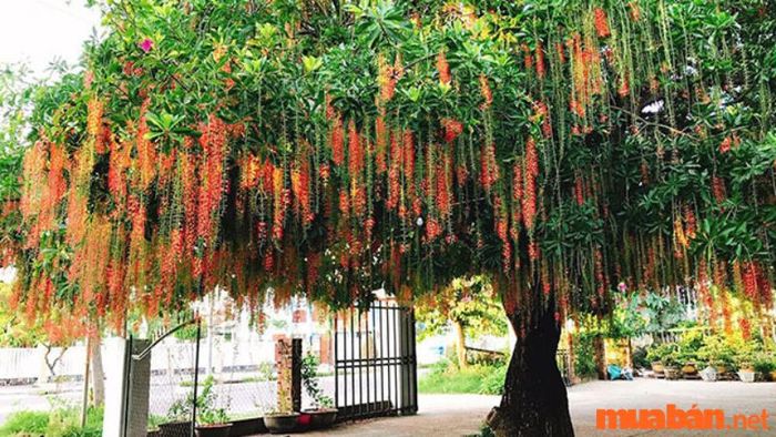 Có nên trồng cây Lộc Vừng trước cửa nhà không?