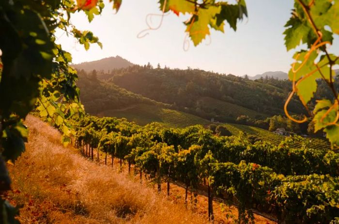 Vineyard in Healdsburg Valley