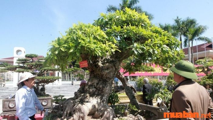 Xem hướng cây trồng
