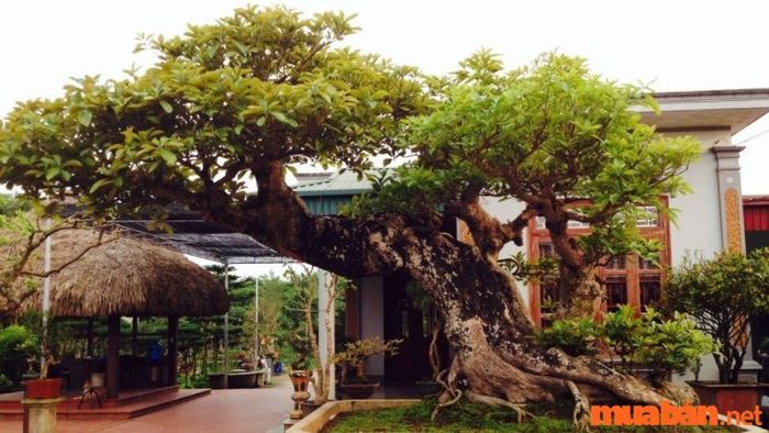 Cây Lộc Vừng bonsai