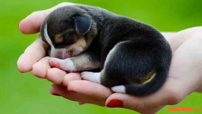 Mơ thấy chó con mới sinh