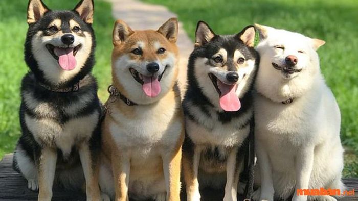 Nằm mơ thấy 4 con chó