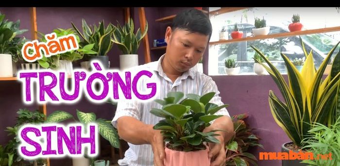 Không đặt cây khô héo hoặc cây có lá nhọn trong khu vực huyền quan