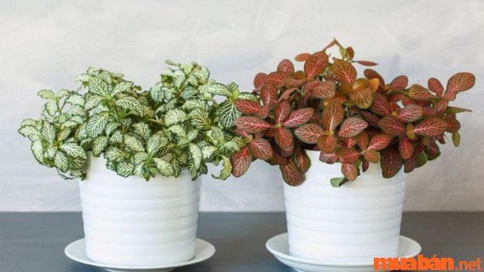 Cây cẩm nhung hợp mệnh nào?