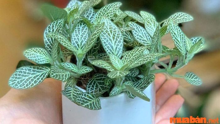 Cây cẩm nhung hợp với mệnh gì?