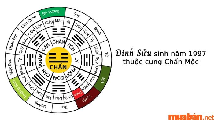 Nam và nữ Đinh Sửu sinh năm 1997 đều thuộc cung Chấn Mộc trong Đông Tứ Mệnh.