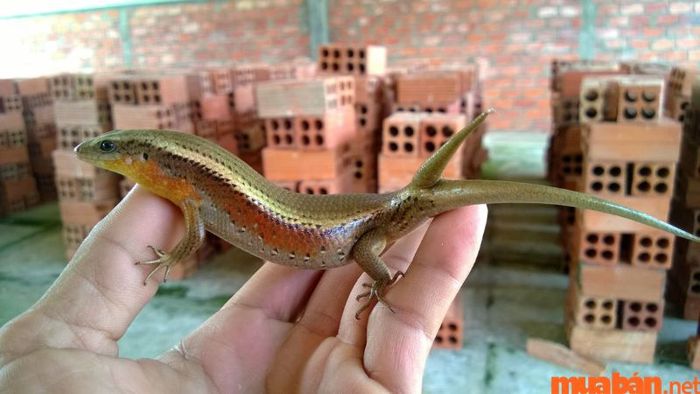 rắn mối vào nhà