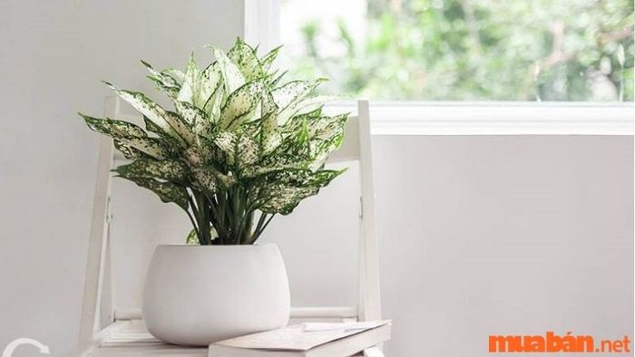 Cây ngọc ngân phù hợp với mệnh nào?