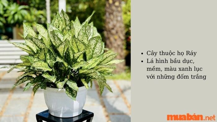 Cây ngọc ngân hợp với mệnh nào?