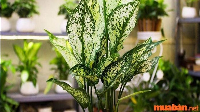 Cây ngọc ngân dễ gặp phải tình trạng cháy lá