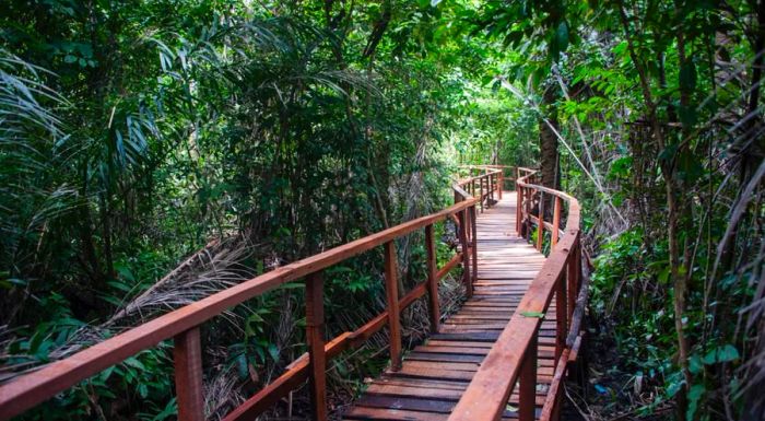 Nigeria is home to Africa's longest canopy walk, offering an unparalleled perspective of its lush landscape.