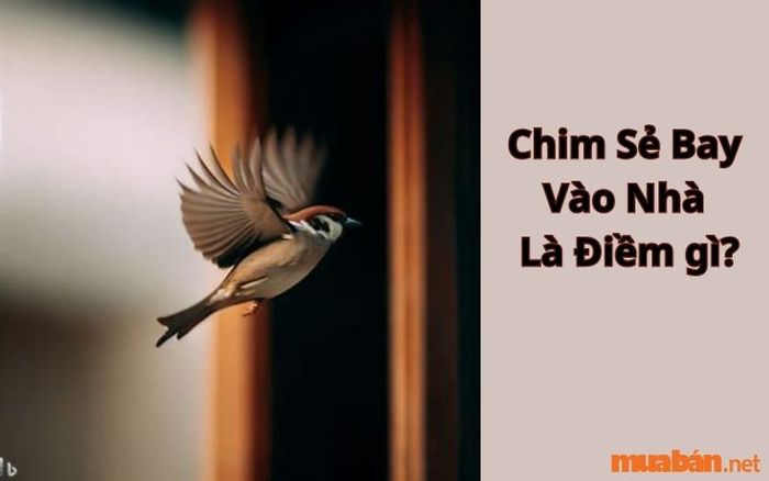Chim sẻ bay vào nhà có ý nghĩa gì?