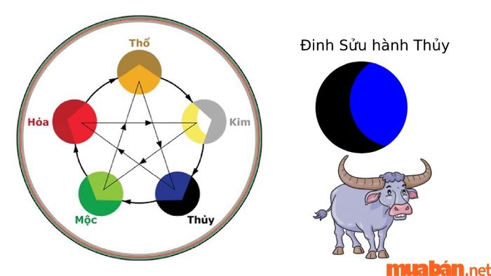 Người tuổi Sửu sinh năm 1997 thuộc mệnh Thủy theo Ngũ hành.