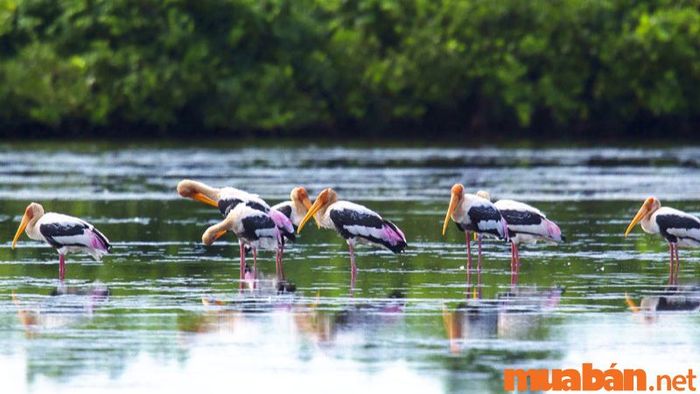 Ngắm nhìn loài chim quý hiếm tại Cồn Lu - Cồn Cạn, một điểm đến thú vị ở Nam Định