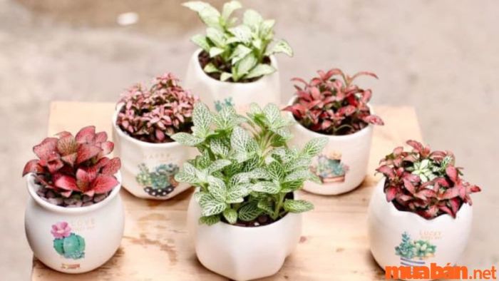 Cây cẩm nhung hợp với mệnh nào?