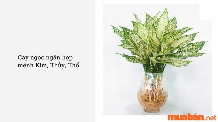 Cây ngọc ngân phù hợp với mệnh nào?