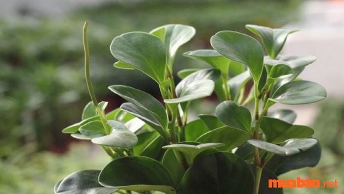 Cây trường sinh hợp mệnh nào? Những đặc điểm nổi bật của cây trường sinh