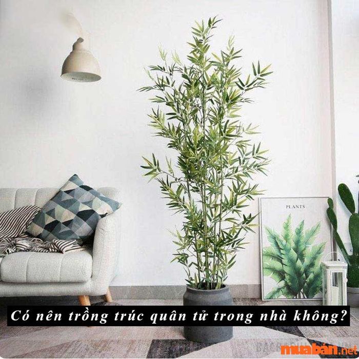 Có nên trồng cây trúc quân tử trong không gian nội thất?