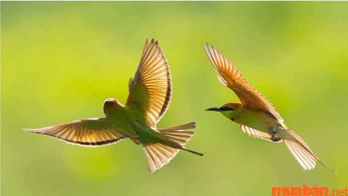 Chim sẻ bay vào nhà là điềm gì?