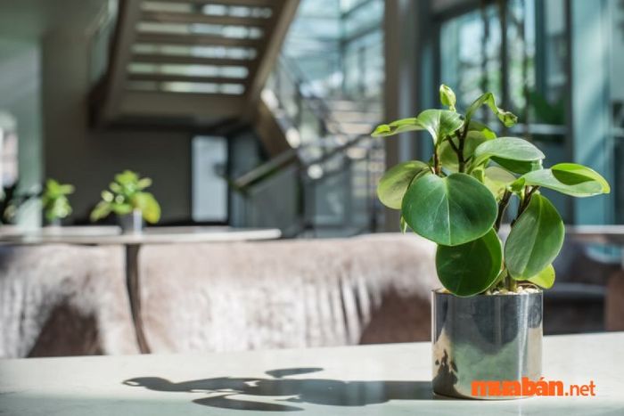 Cây trường sinh hợp mệnh gì? Loại cây này không chỉ an toàn mà còn giúp làm sạch không khí và hút các độc tố trong không gian sống của bạn.