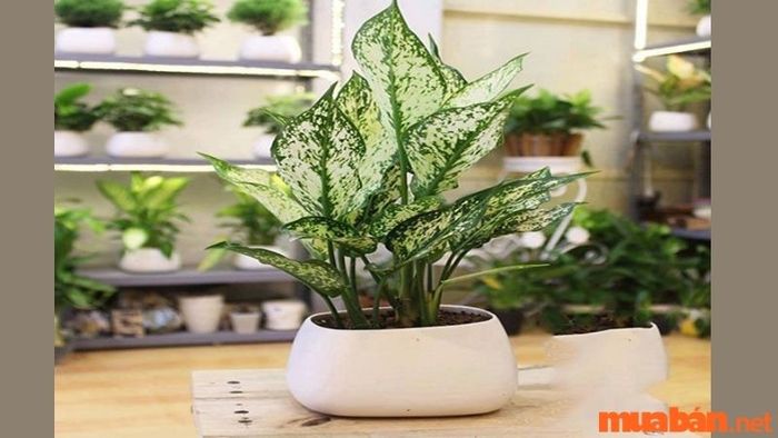 Nhiệt độ lý tưởng cho cây dao động từ 18 đến 26 độ C.