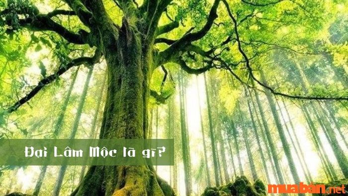 Đại Lâm Mộc