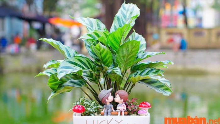 Cây đuôi công hợp mệnh nào?