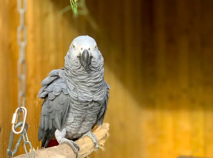 Elsie, one of the outspoken parrots. (Jade pictured above).