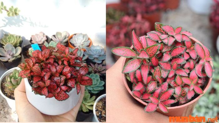 Cây cẩm nhung hợp với mệnh gì?