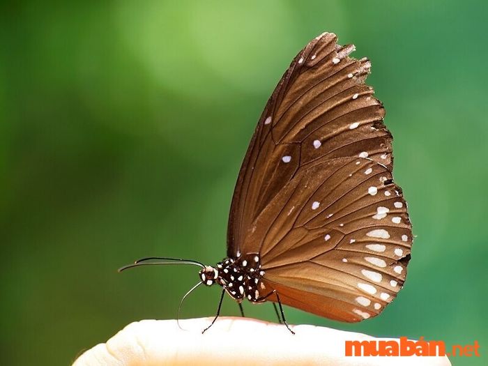 Bướm vàng bay vào nhà là điềm gì? Ý nghĩa khi gặp bướm nâu