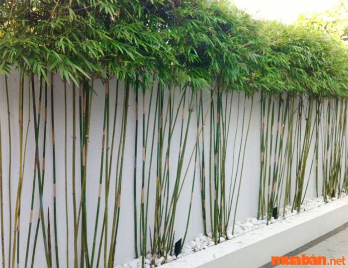 Cây trúc quân tử phù hợp với mệnh nào? Vì sao lại như vậy?