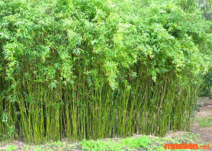 Những điều cần lưu ý khi chăm sóc cây trúc quân tử