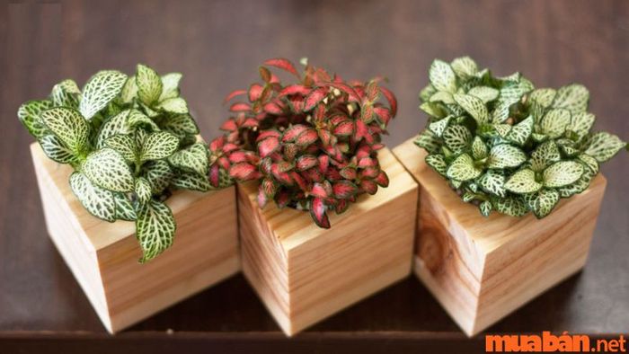 Cây cẩm nhung hợp với mệnh nào?