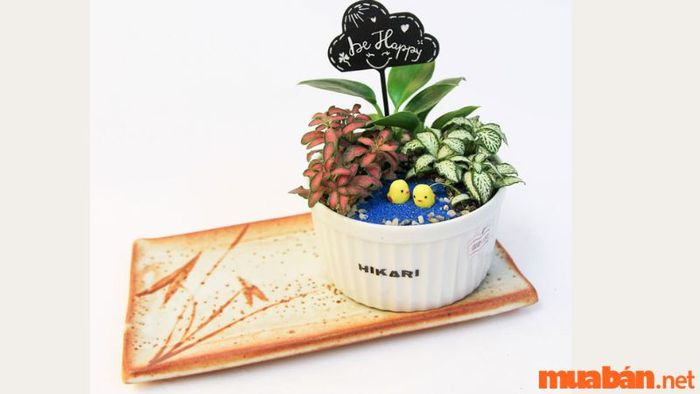 Dinh dưỡng cho cây cẩm nhung