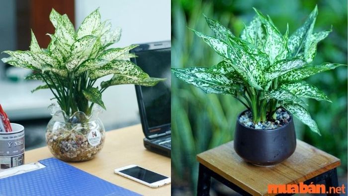 Cây ngọc ngân hợp mệnh gì?